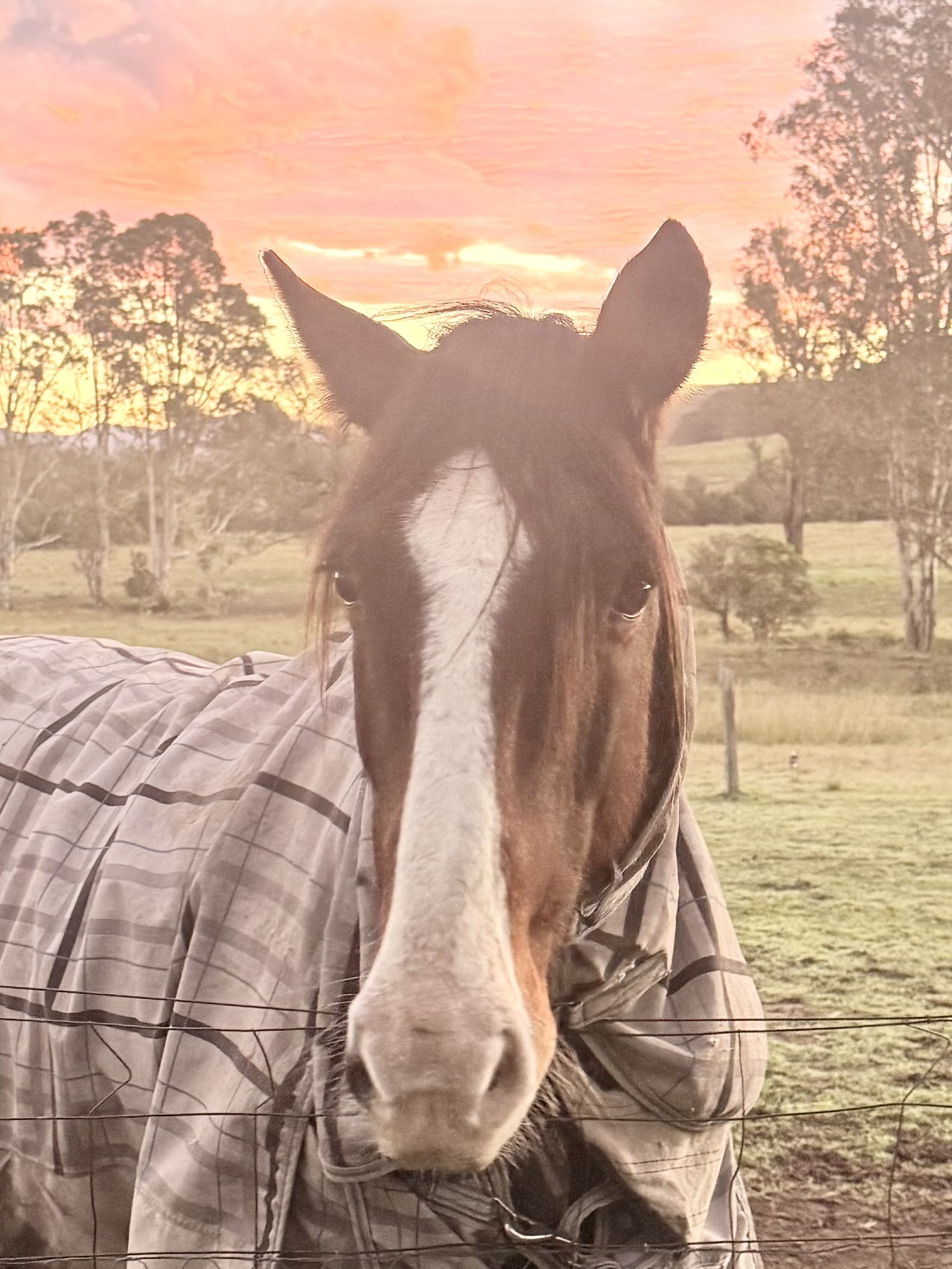 Beautiful 16hh Clydie x Warmblood — Clydesdale x Warmblood (photo 3)
