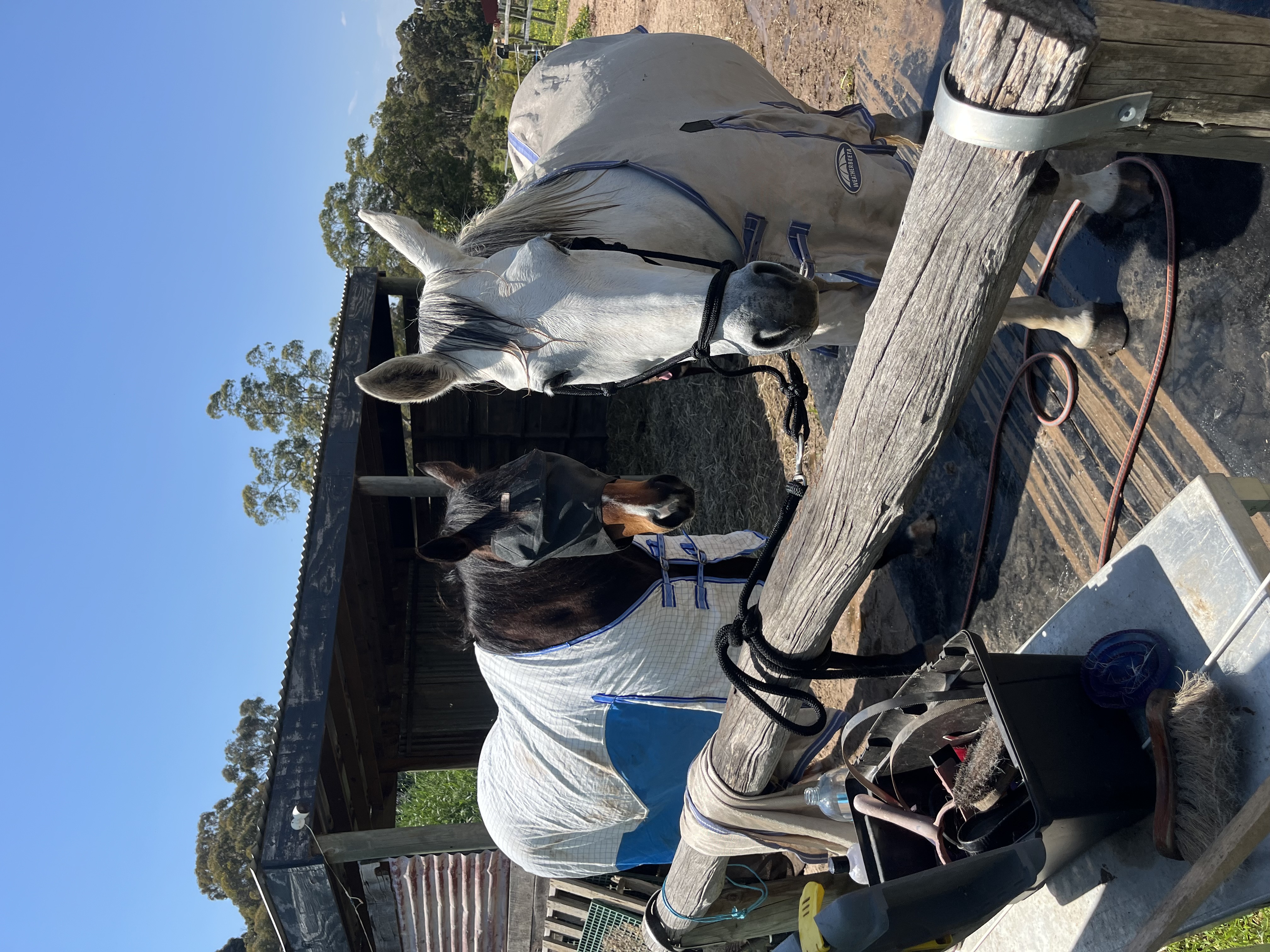 12yo German riding pony x warmblood — German riding pony x warmblood (photo 4)