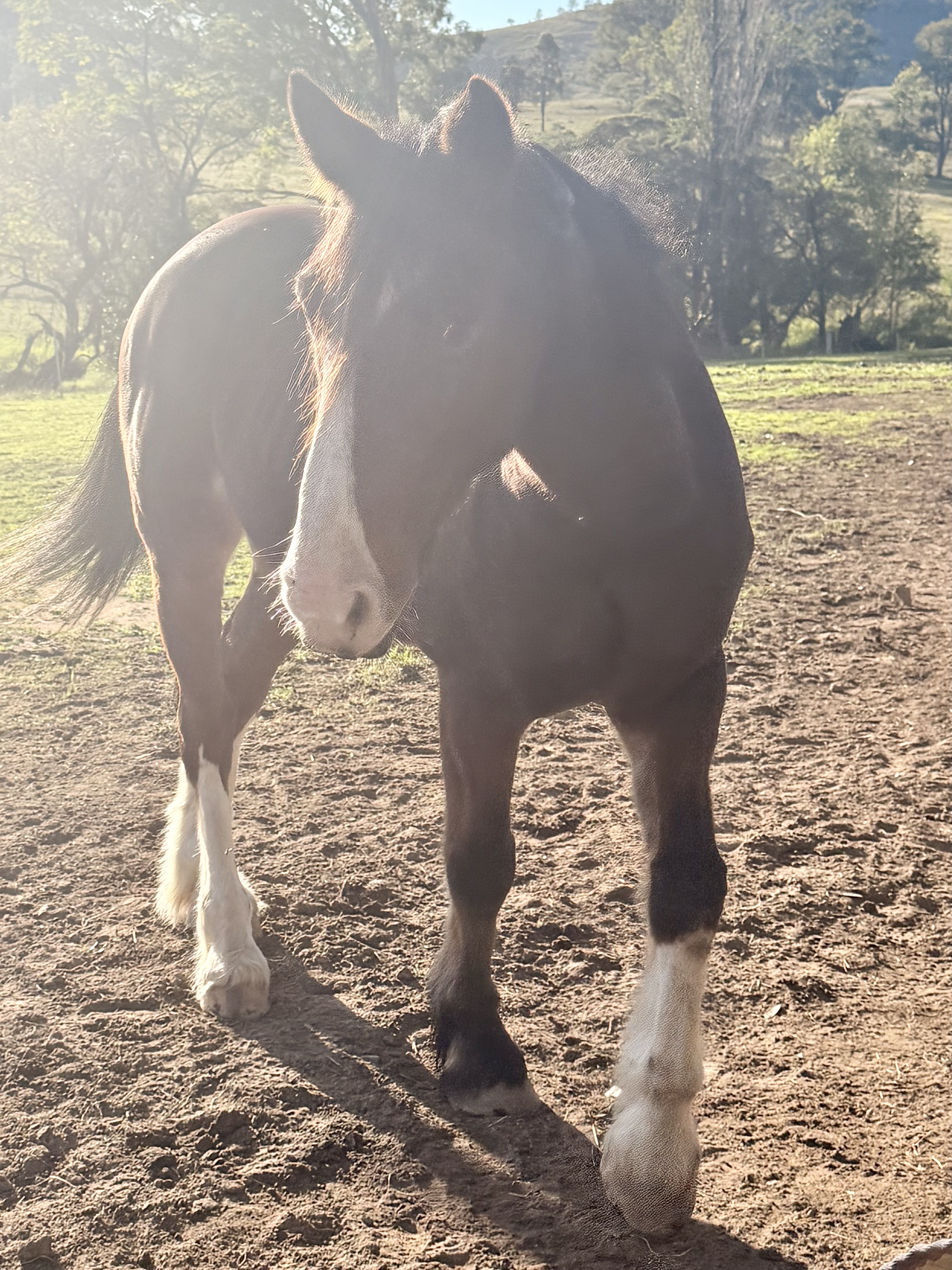 Beautiful 16hh Clydie x Warmblood — Clydesdale x Warmblood (photo 4)