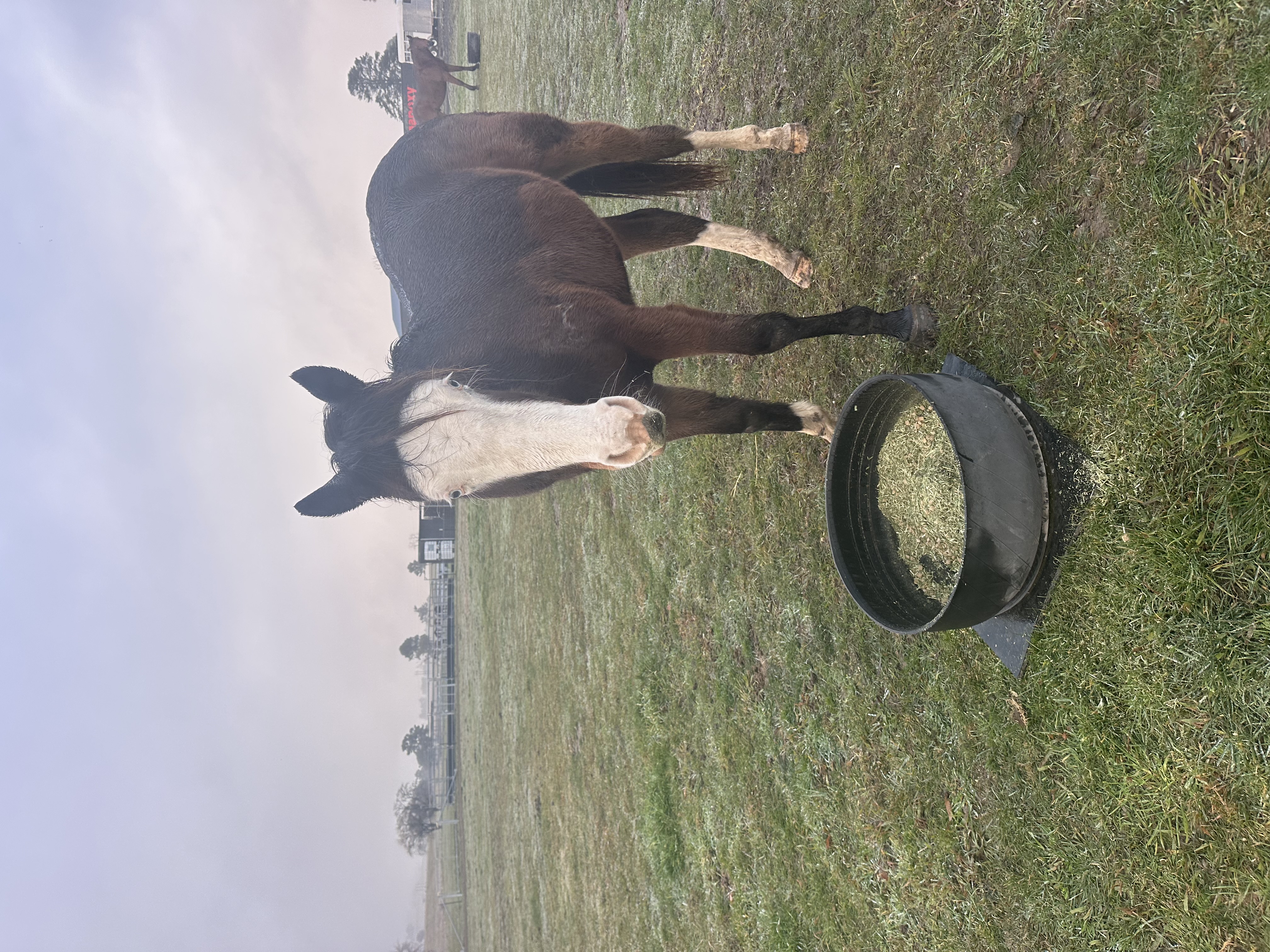 Rising 2 yr old paint gelding — Paint (photo 3)