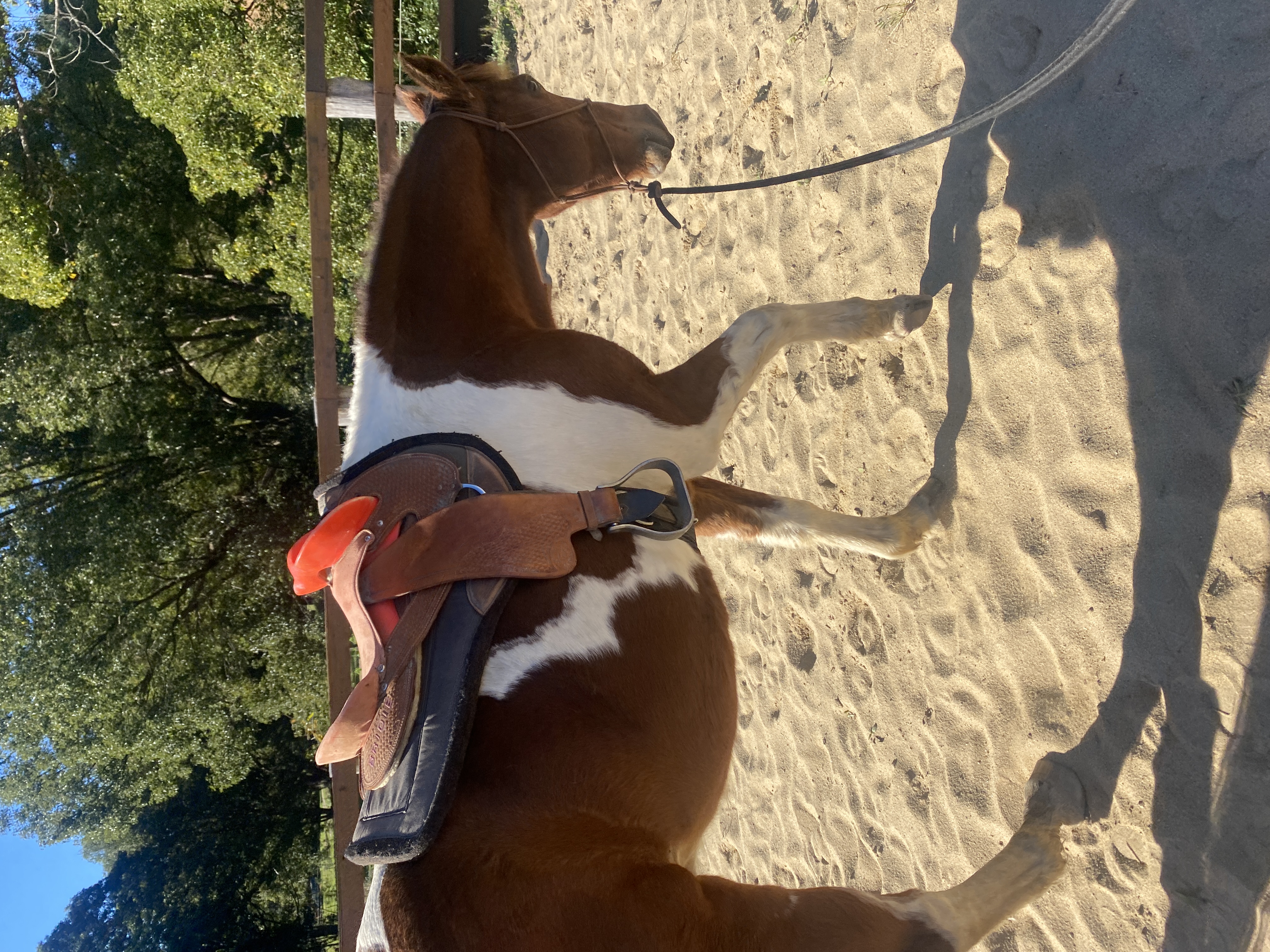 Looking For Companion Home - Stunning 12yo Gelding — Paint (photo 3)