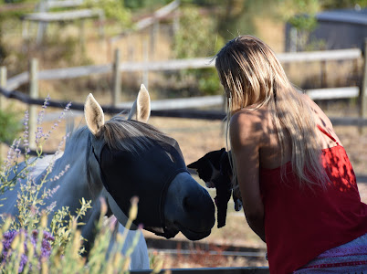 12yo German riding pony x warmblood — German riding pony x warmblood (photo 6)