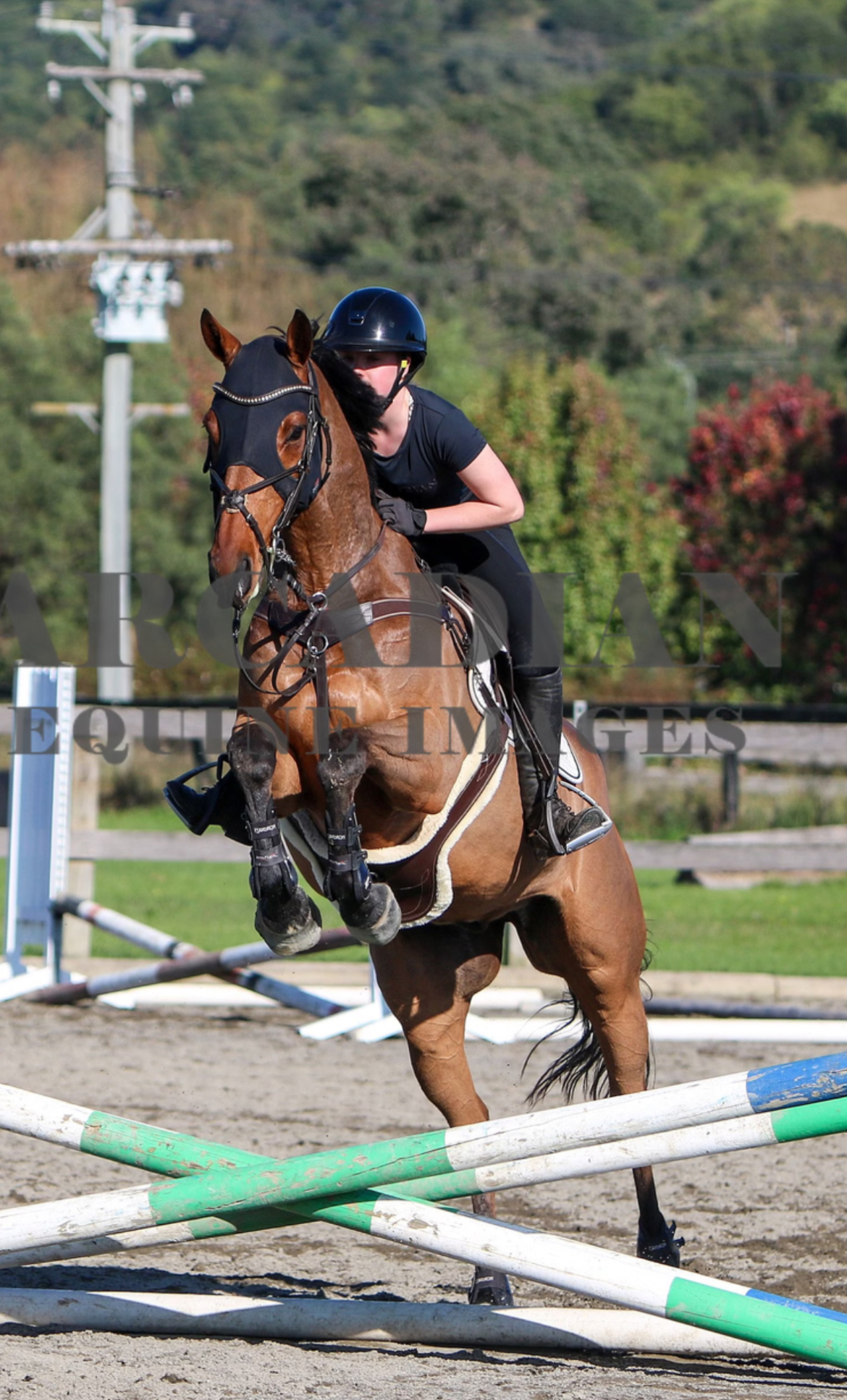 GENUINE TALENT 10yo Warmblood X TB "Xander" — WARMBLOOD X TB (photo 1)
