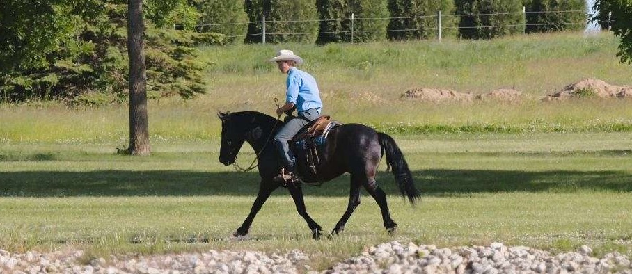  "ZORO" Black Gelding Friesian — Friesian (photo 6)