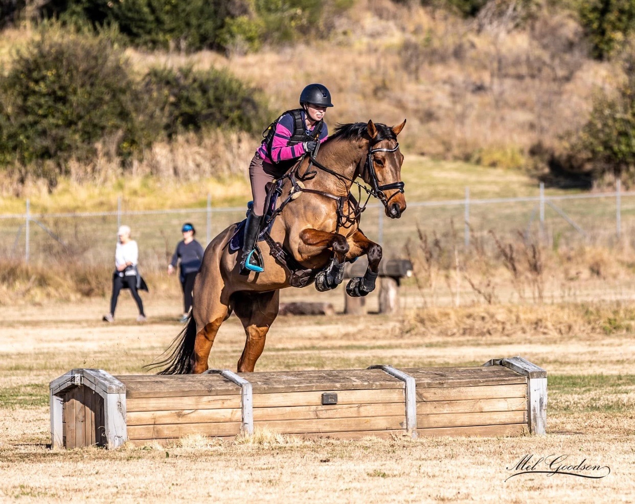 GENUINE TALENT 10yo Warmblood X TB "Xander" — WARMBLOOD X TB (photo 4)
