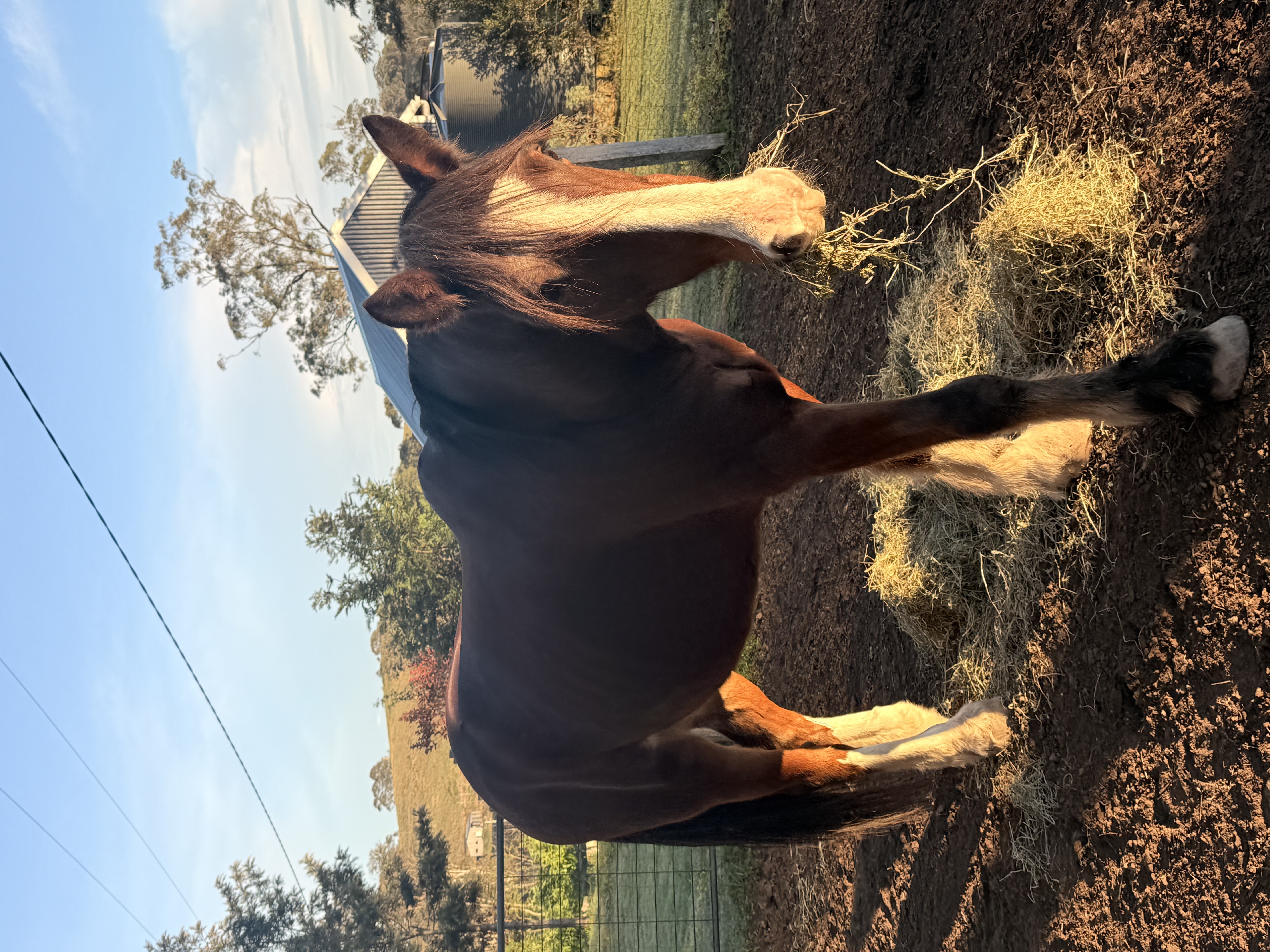 Beautiful 16hh Clydie x Warmblood — Clydesdale x Warmblood (photo 5)
