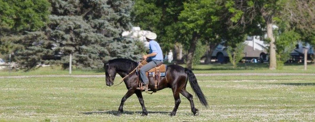  "ZORO" Black Gelding Friesian — Friesian (photo 5)
