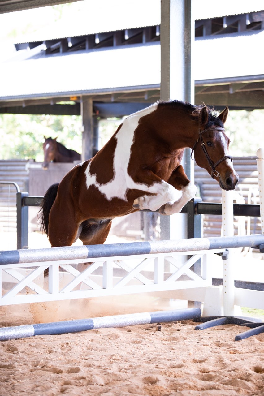 Looking For Companion Home - Stunning 12yo Gelding — Paint (photo 1)