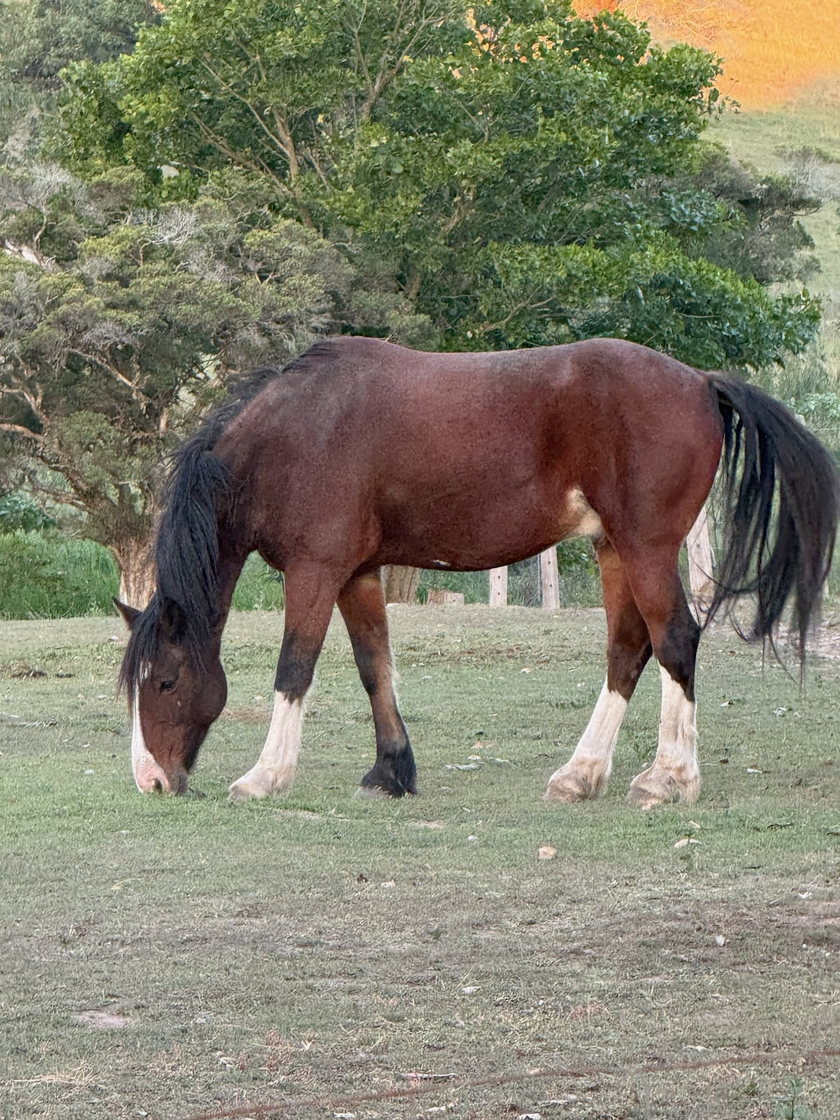Beautiful 16hh Clydie x Warmblood — Clydesdale x Warmblood (photo 6)