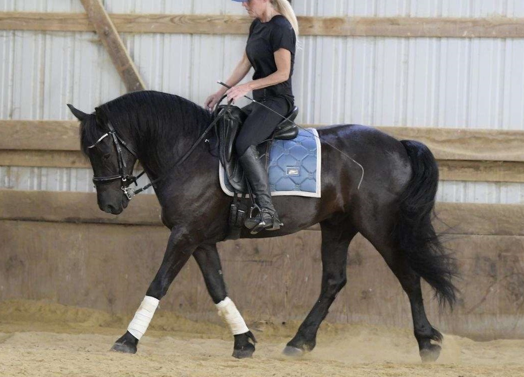  "ZORO" Black Gelding Friesian — Friesian (photo 1)