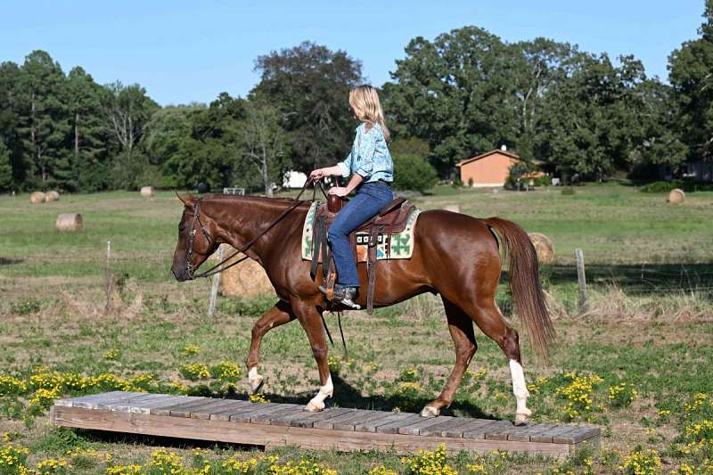 Quarter Gelding Horse — Quarter  (photo 2)