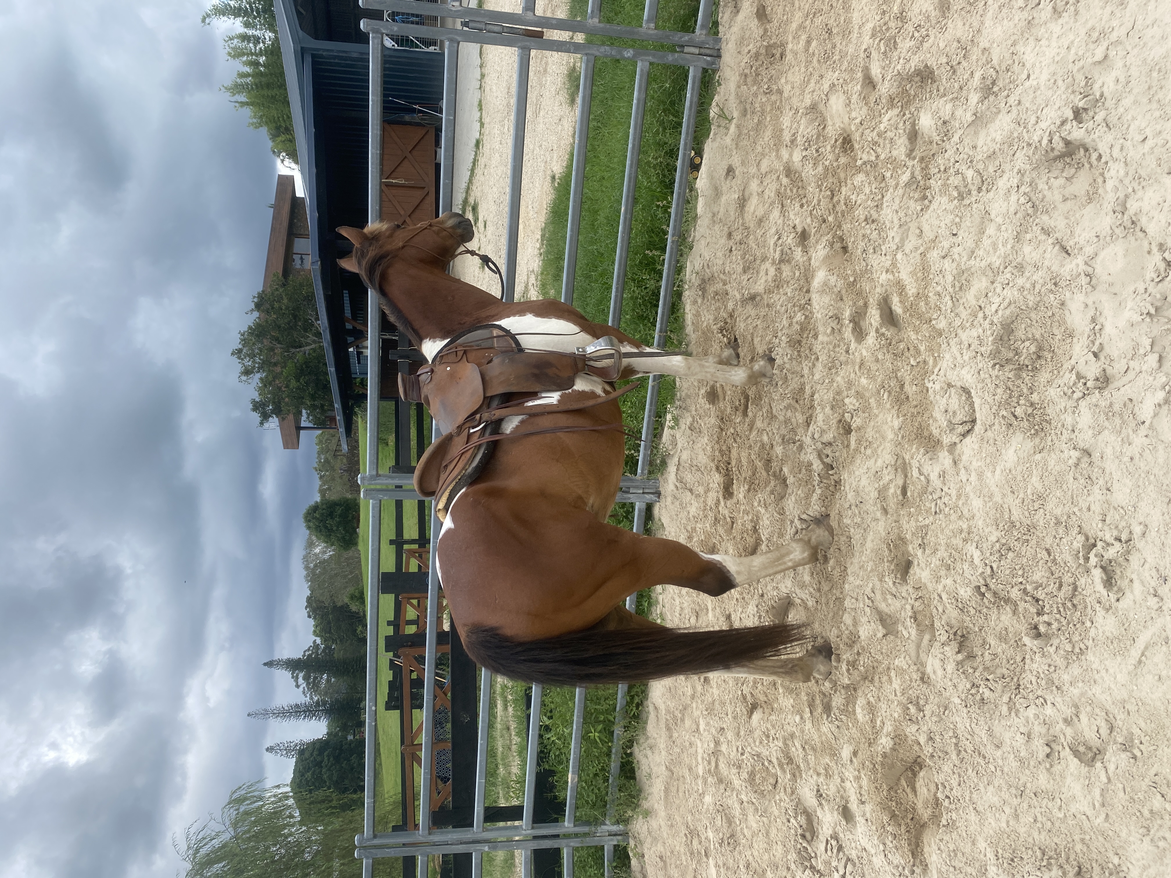 Looking For Companion Home - Stunning 12yo Gelding — Paint (photo 2)