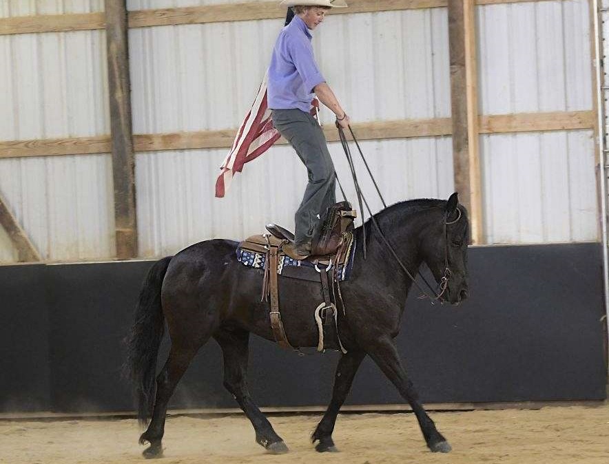  "ZORO" Black Gelding Friesian — Friesian (photo 2)