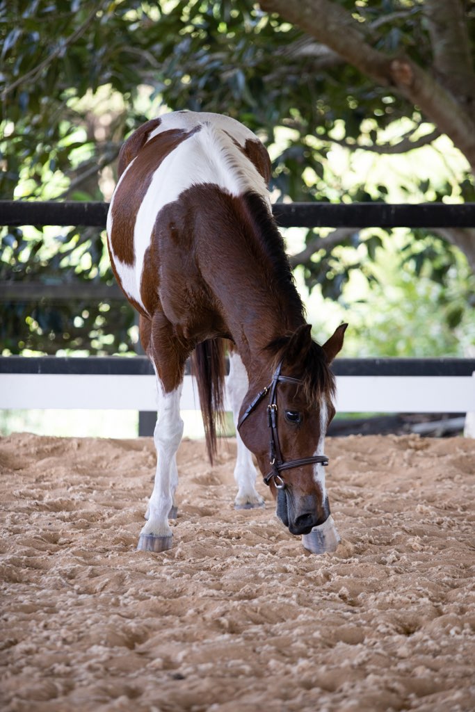 Looking For Companion Home - Stunning 12yo Gelding — Paint (photo 5)
