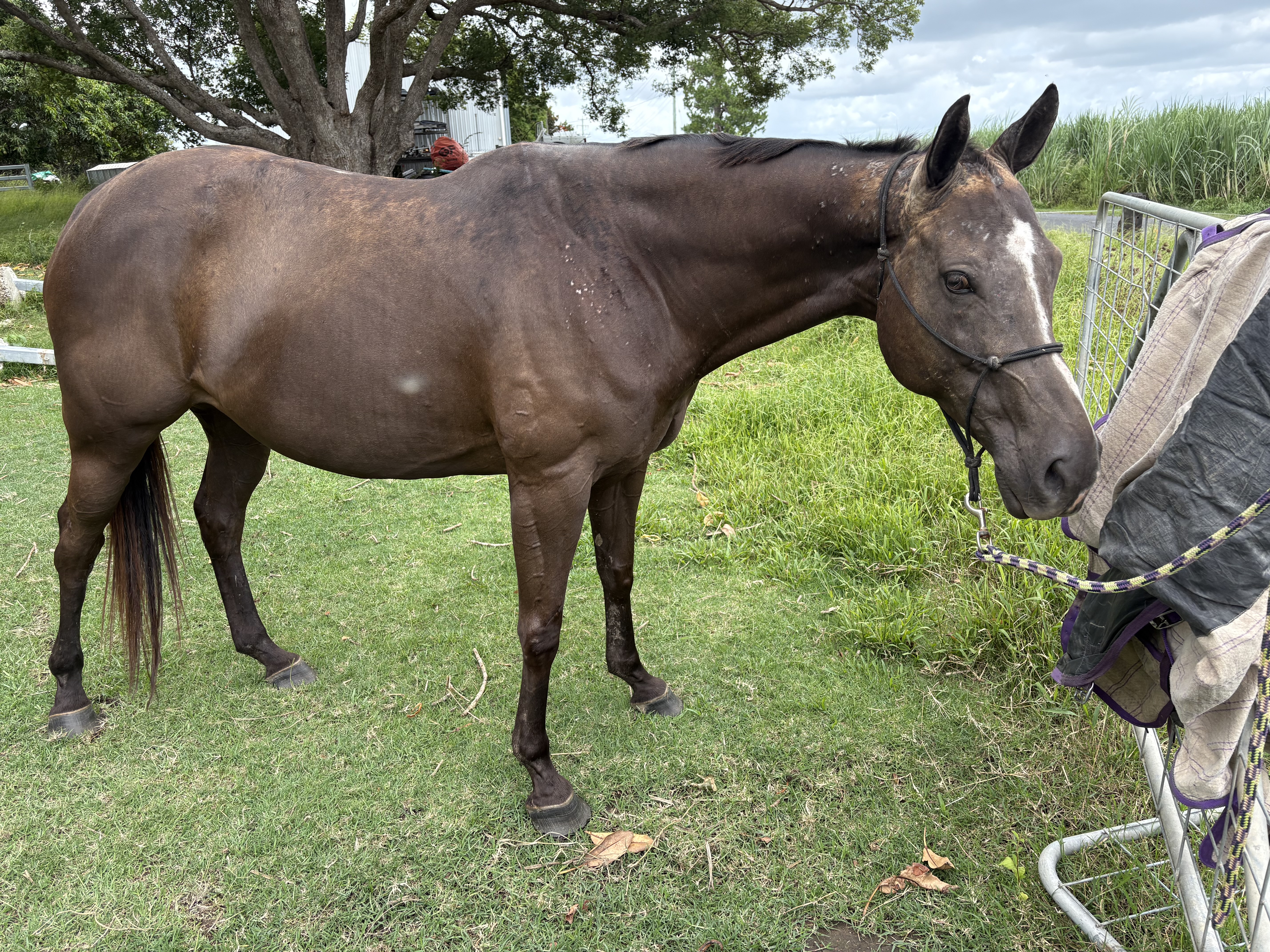 Paint Bred Mare — Paint x QH (photo 1)