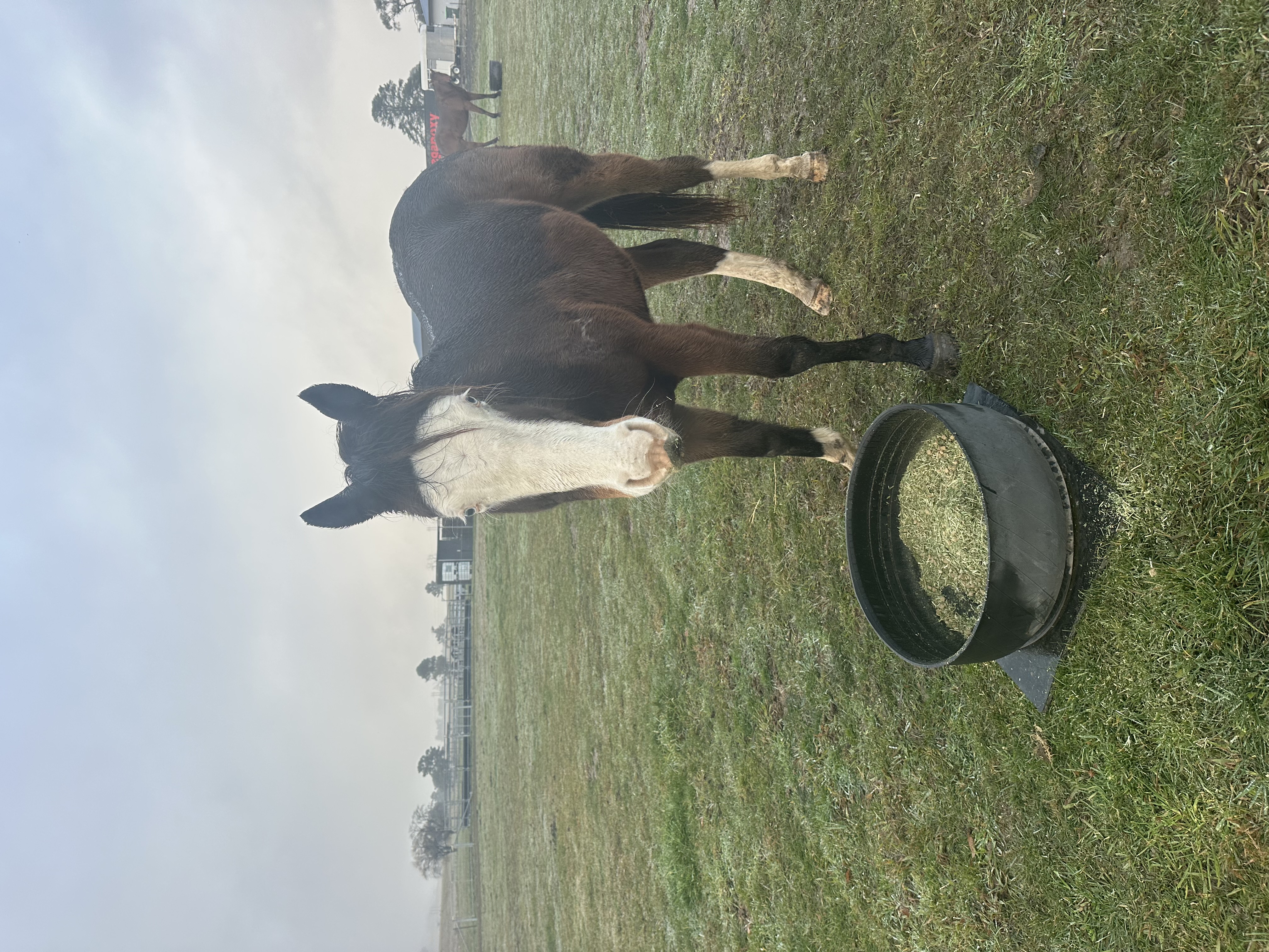 Rising 2 yr old paint gelding — Paint (photo 1)
