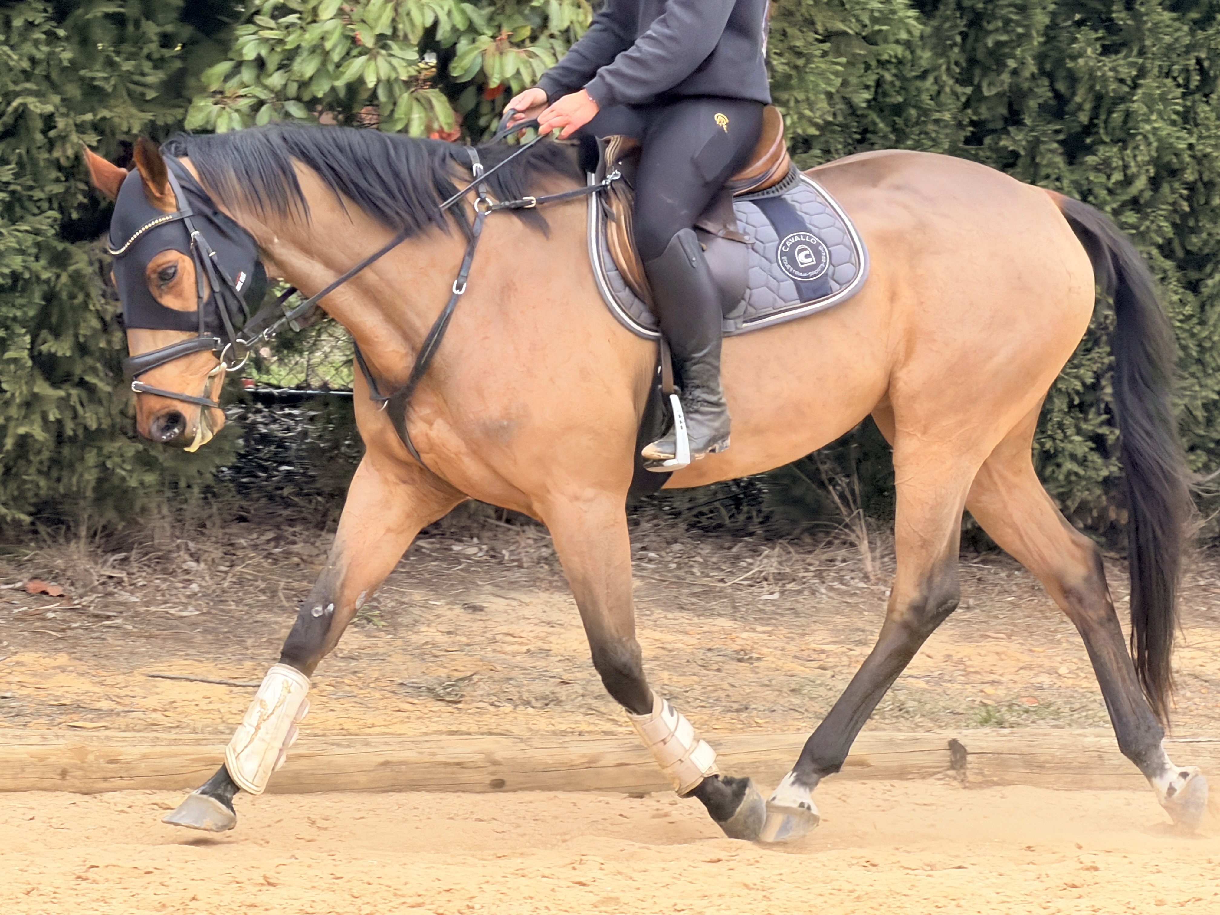 GENUINE TALENT 10yo Warmblood X TB "Xander" — WARMBLOOD X TB (photo 2)