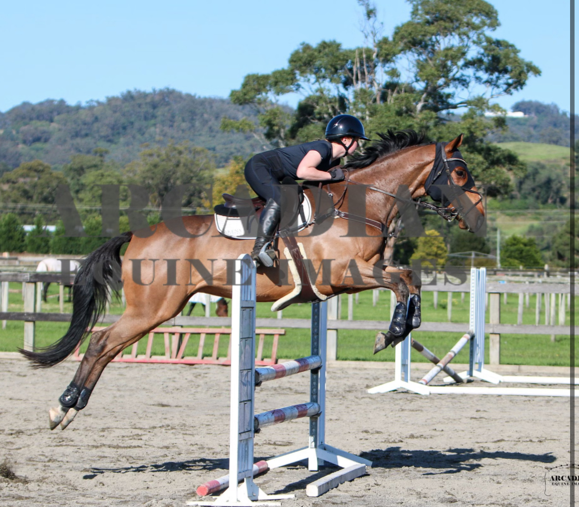 GENUINE TALENT 10yo Warmblood X TB "Xander" — WARMBLOOD X TB (photo 3)