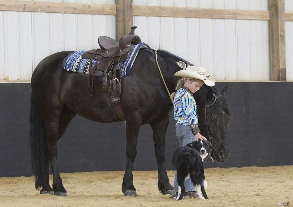  "ZORO" Black Gelding Friesian — Friesian (photo 3)