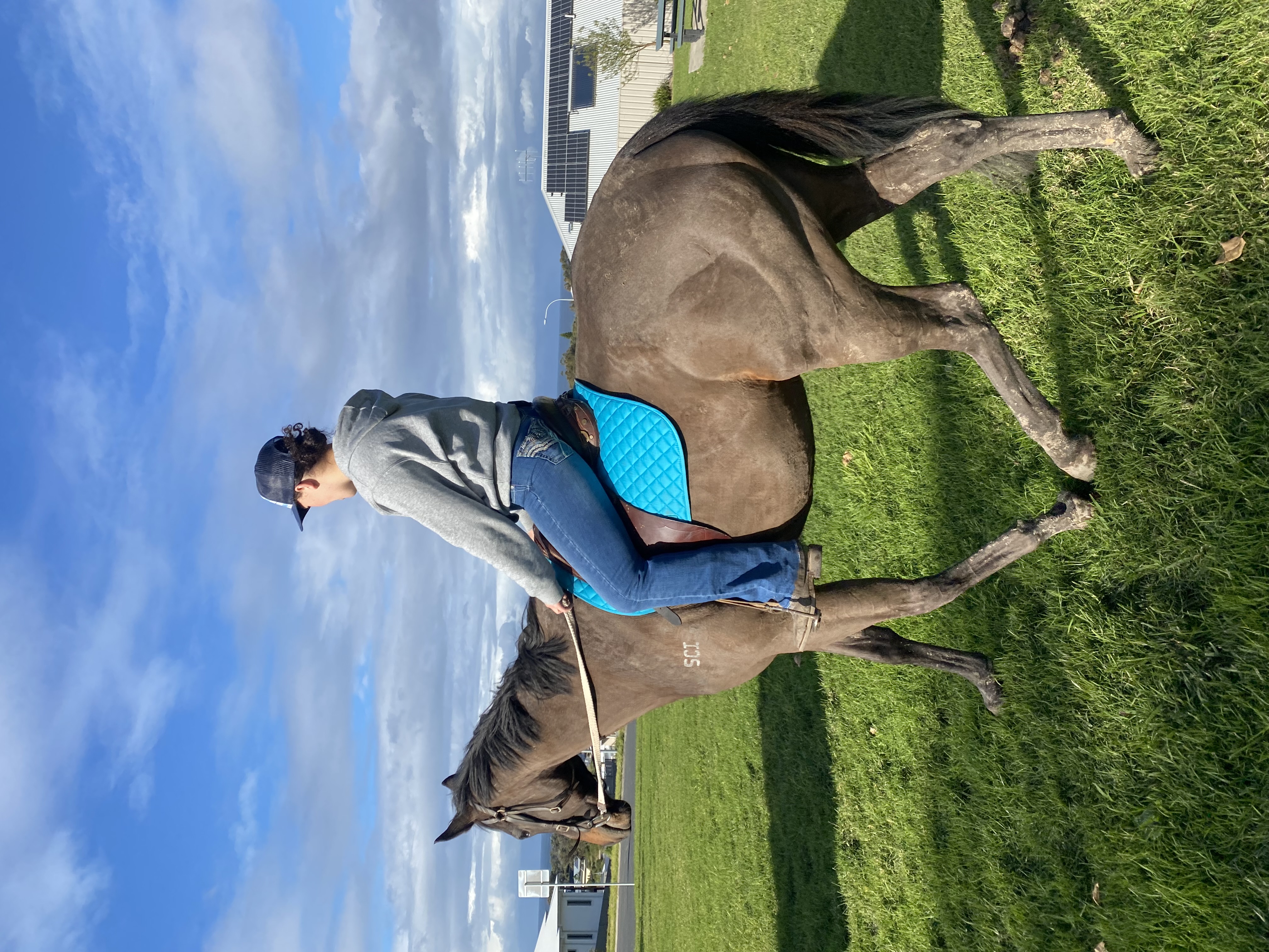 17.1hh Thoroughbred Gelding  — Thoroughbred (photo 1)
