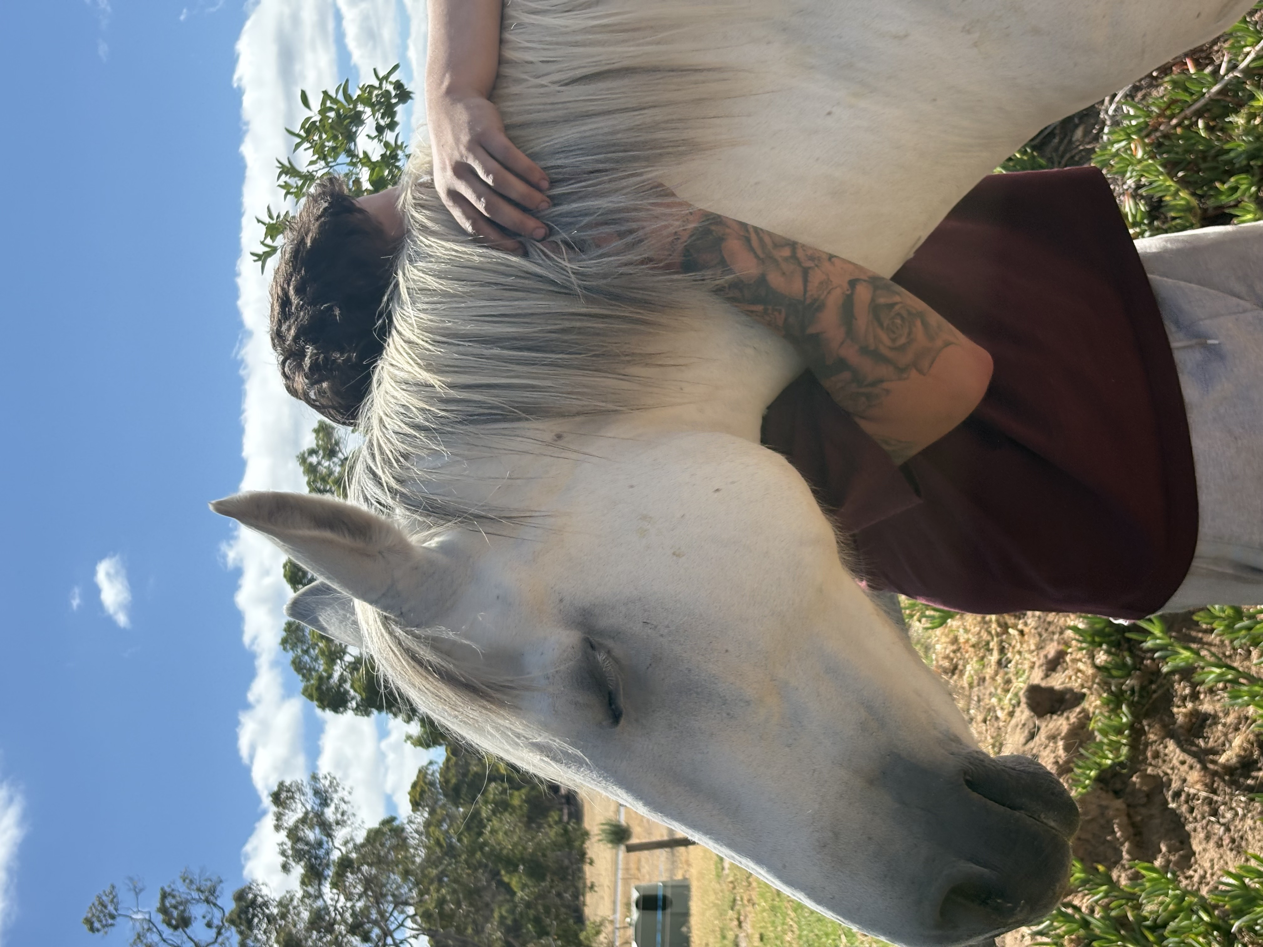 12yo German riding pony x warmblood — German riding pony x warmblood (photo 2)