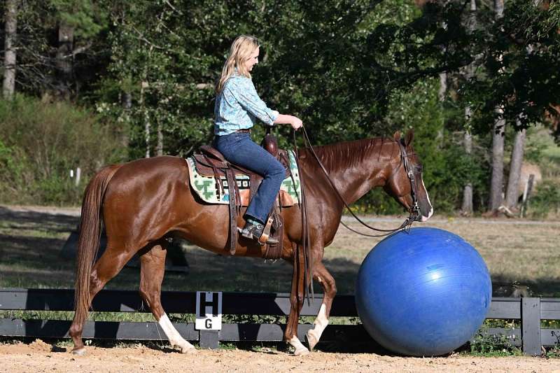 Quarter Gelding Horse — Quarter  (photo 3)