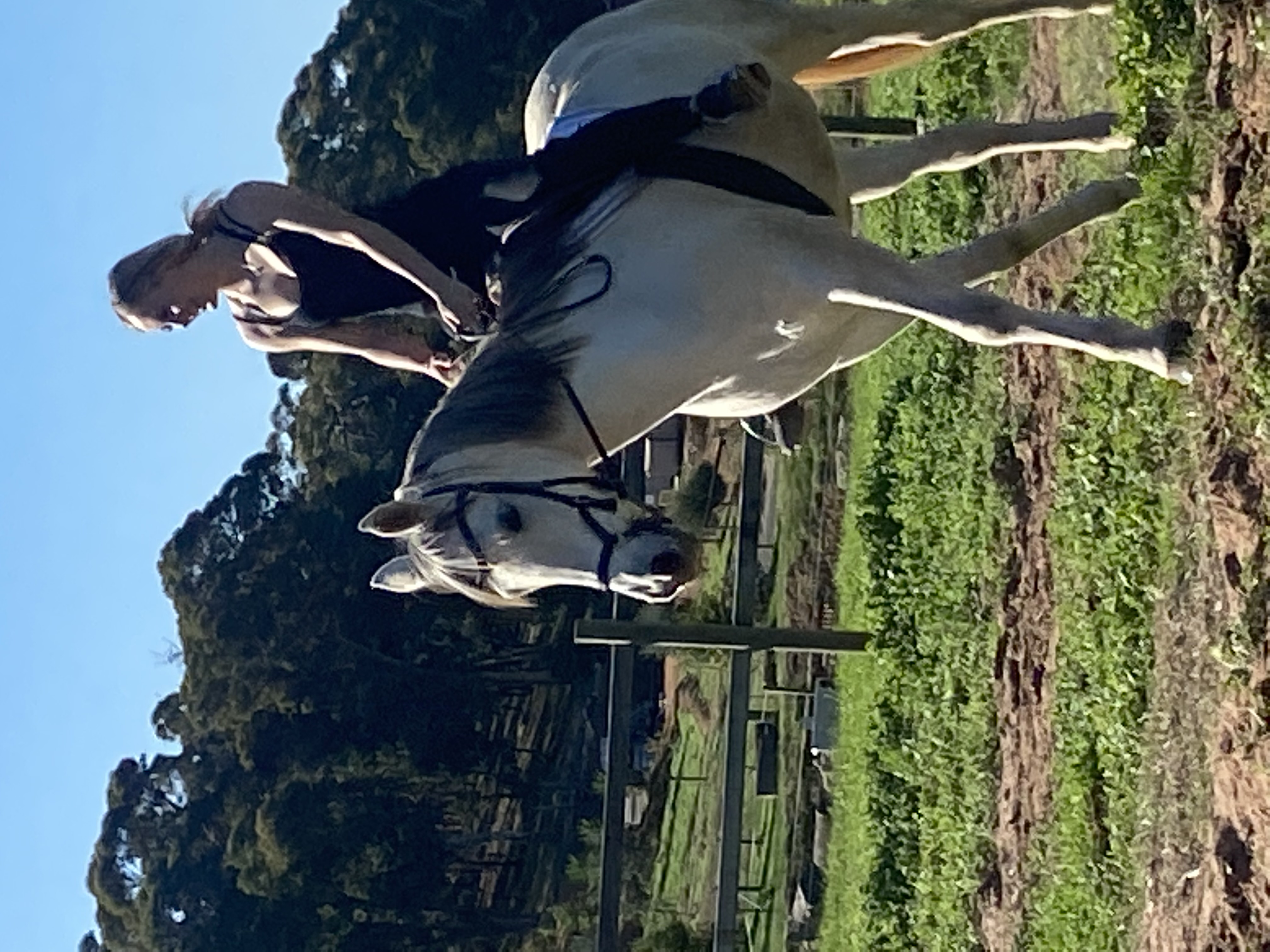 12yo German riding pony x warmblood — German riding pony x warmblood (photo 3)