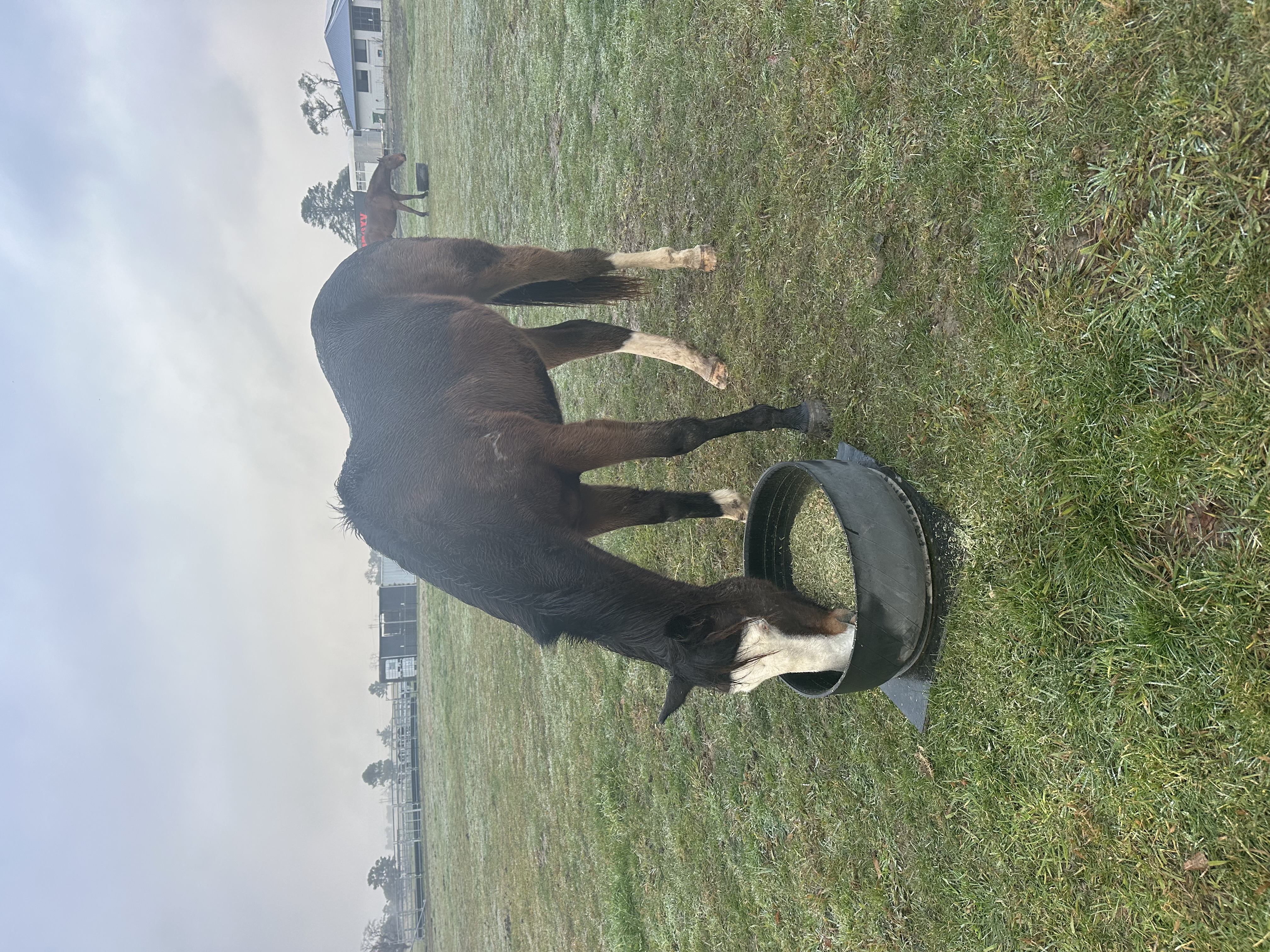 Rising 2 yr old paint gelding — Paint (photo 4)