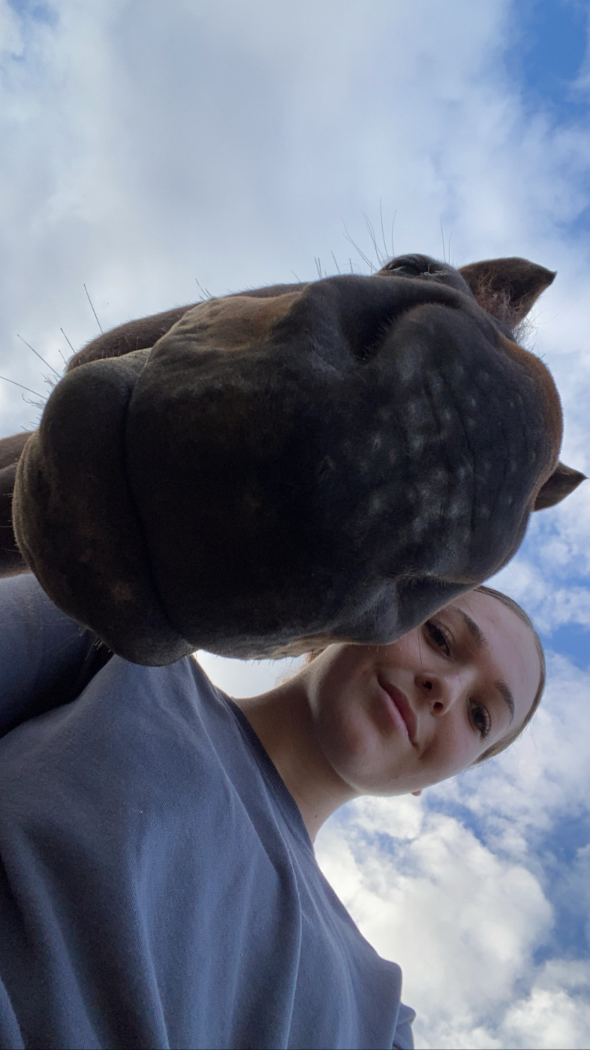 17.1hh Thoroughbred Gelding  — Thoroughbred (photo 3)