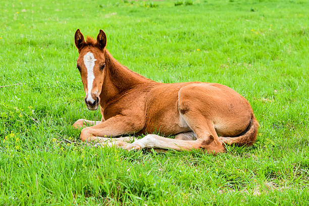 I sell my baby horse 🐎  contact me on WhatsApp:- +61 480 803 772 — Dartmoor  (photo 3)