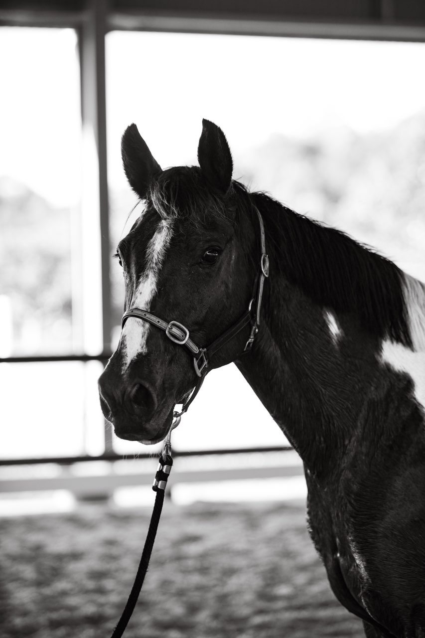 Looking For Companion Home - Stunning 12yo Gelding — Paint (photo 6)