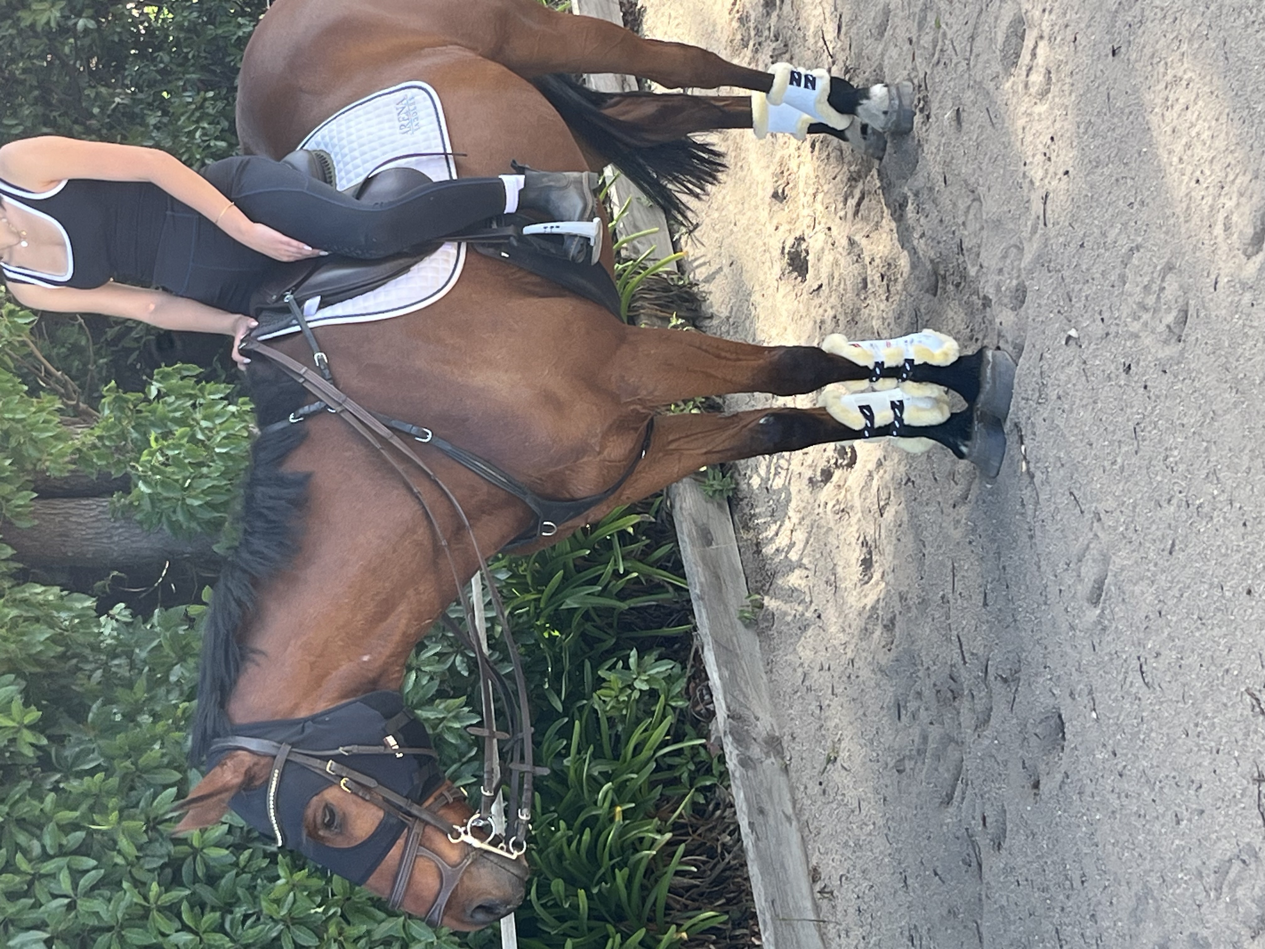 GENUINE TALENT 10yo Warmblood X TB "Xander" — WARMBLOOD X TB (photo 5)