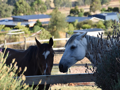 12yo German riding pony x warmblood — German riding pony x warmblood (photo 5)
