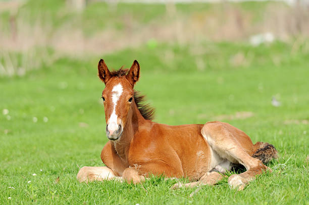 I sell my baby horse 🐎  contact me on WhatsApp:- +61 480 803 772 — Dartmoor  (photo 1)