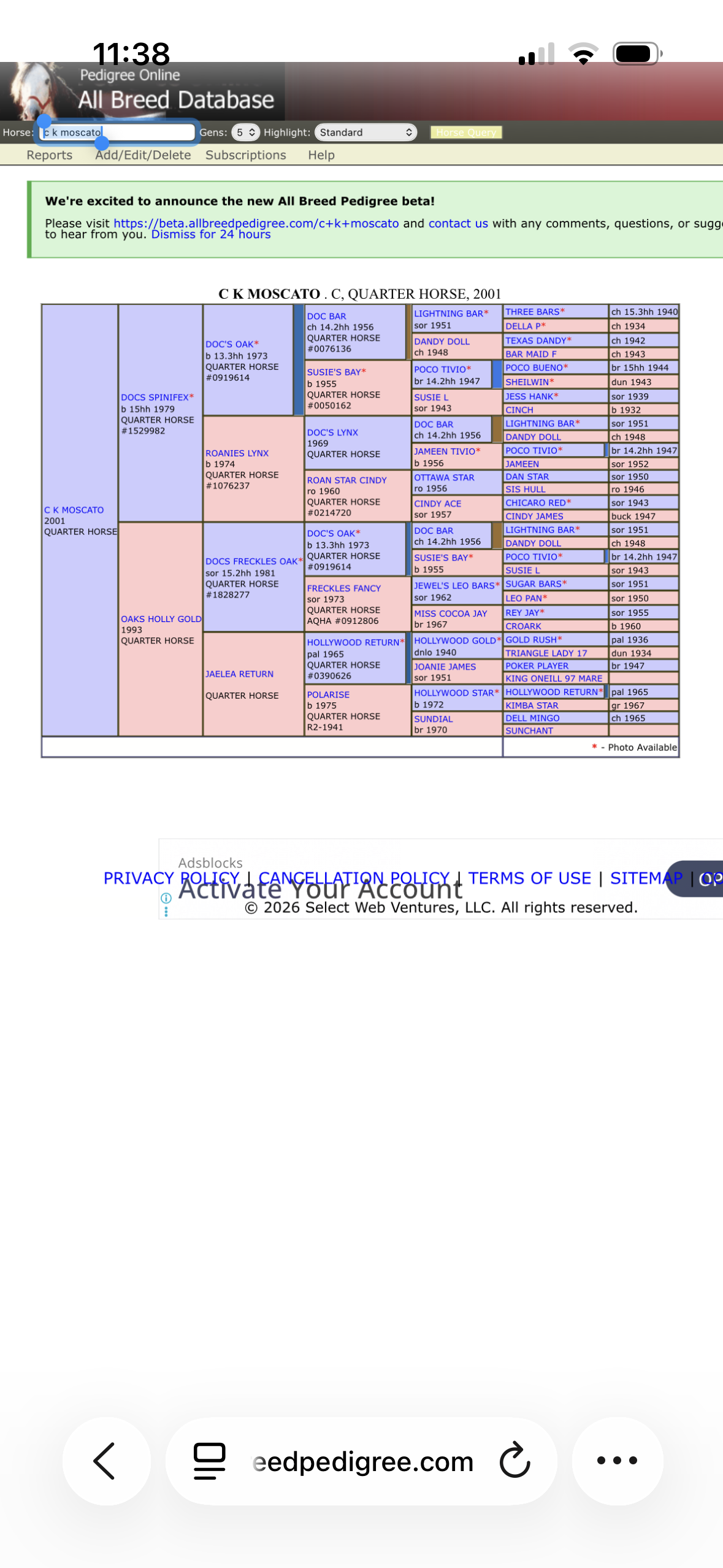 Paint Bred Mare — Paint x QH (photo 4)