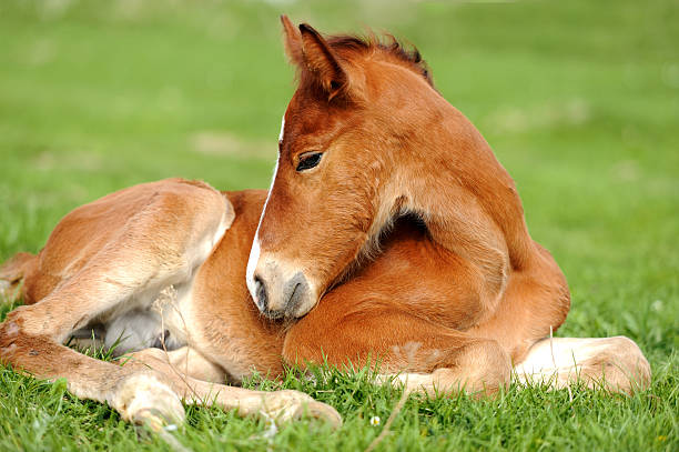 I sell my baby horse 🐎  contact me on WhatsApp:- +61 480 803 772 — Dartmoor  (photo 4)