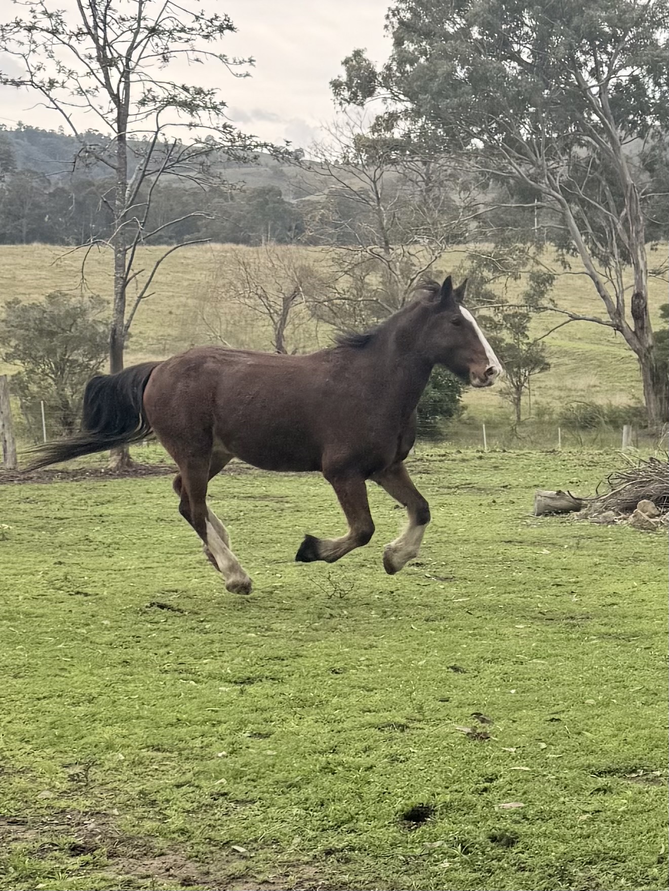 Beautiful 16hh Clydie x Warmblood — Clydesdale x Warmblood (photo 2)