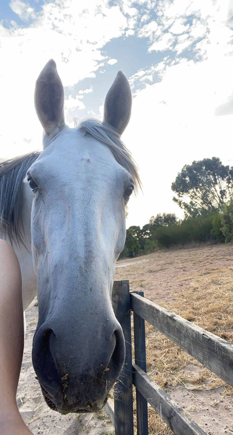 12yo German riding pony x warmblood — German riding pony x warmblood (photo 1)