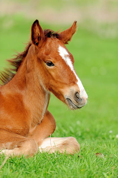I sell my baby horse 🐎  contact me on WhatsApp:- +61 480 803 772 — Dartmoor  (photo 2)