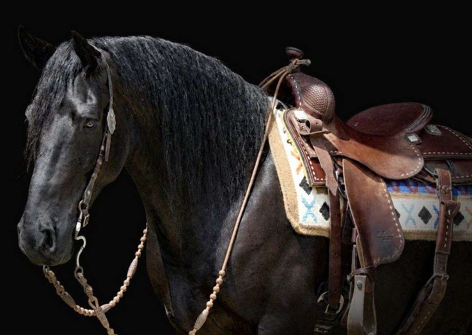  "ZORO" Black Gelding Friesian — Friesian (photo 4)