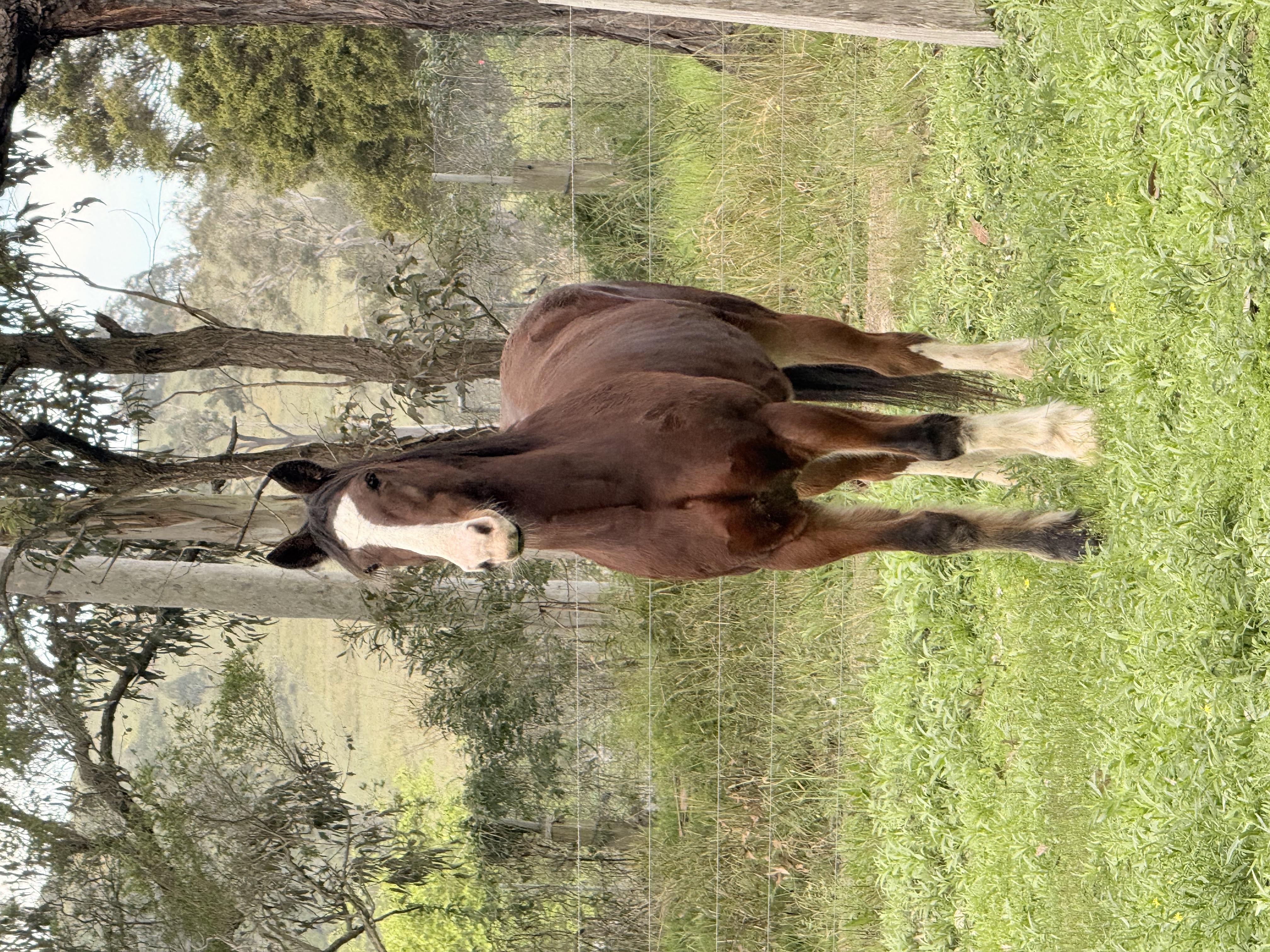 Beautiful 16hh Clydie x Warmblood — Clydesdale x Warmblood (photo 1)