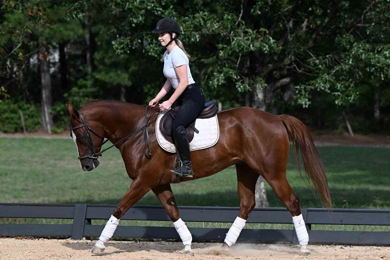 Quarter Gelding Horse — Quarter  (photo 1)