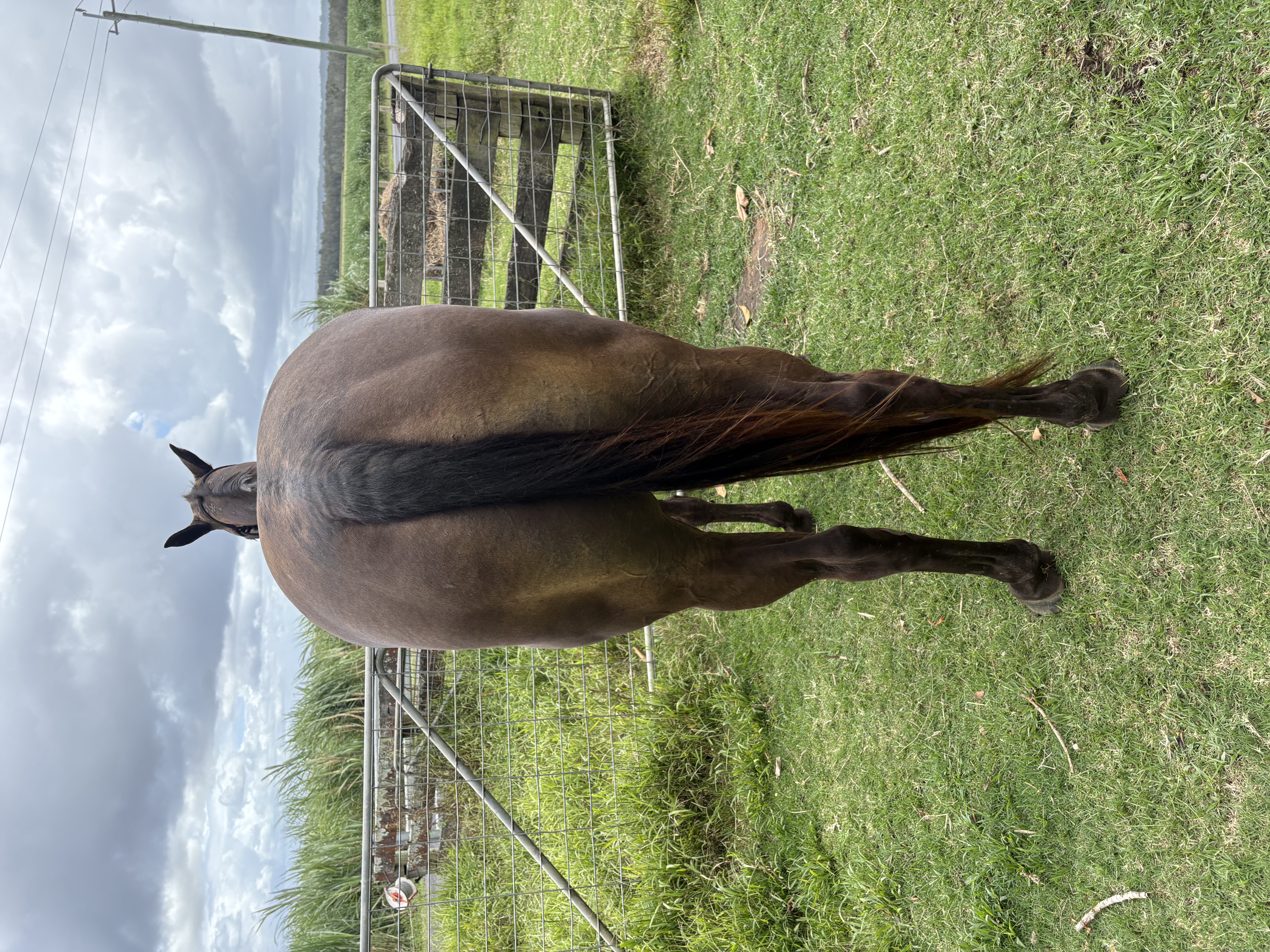 Paint Bred Mare — Paint x QH (photo 2)