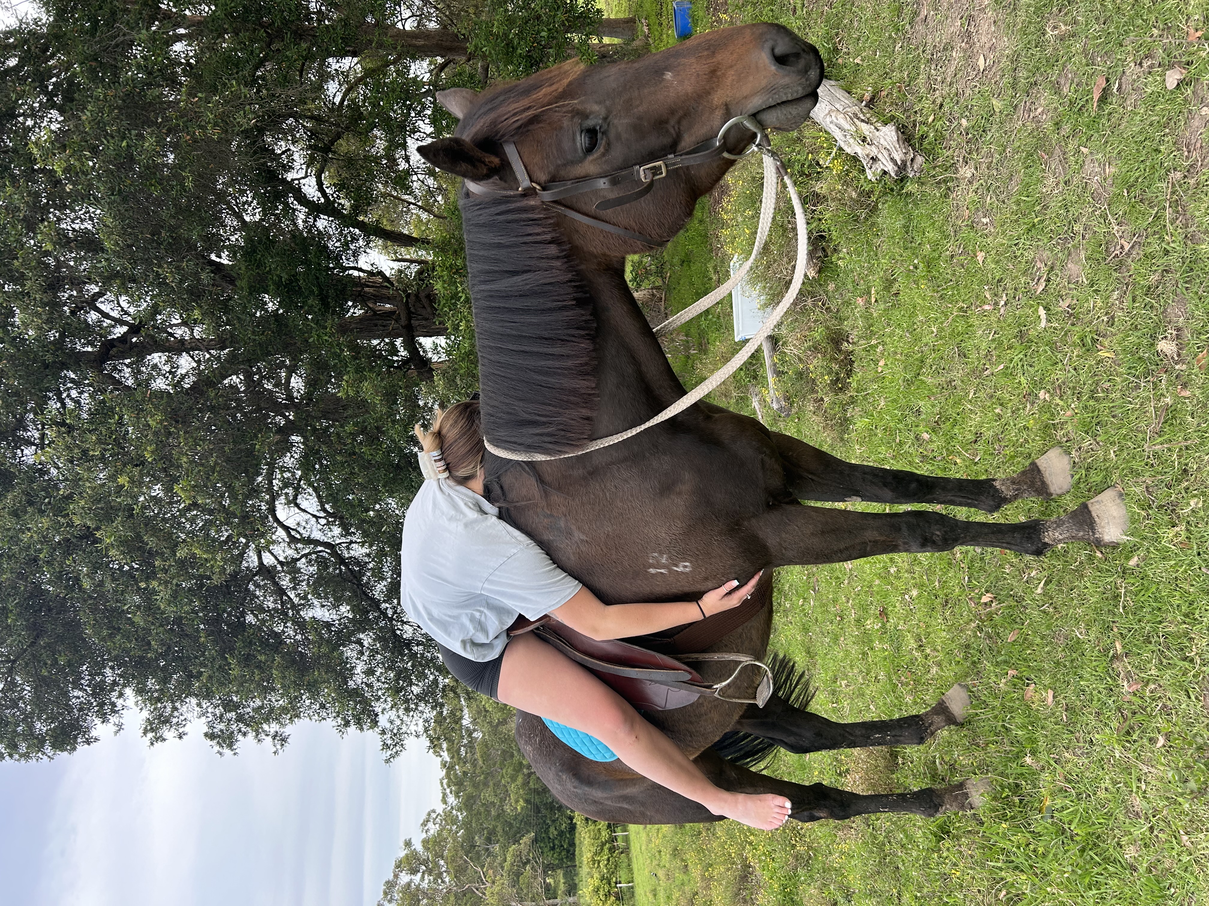17.1hh Thoroughbred Gelding  — Thoroughbred (photo 2)