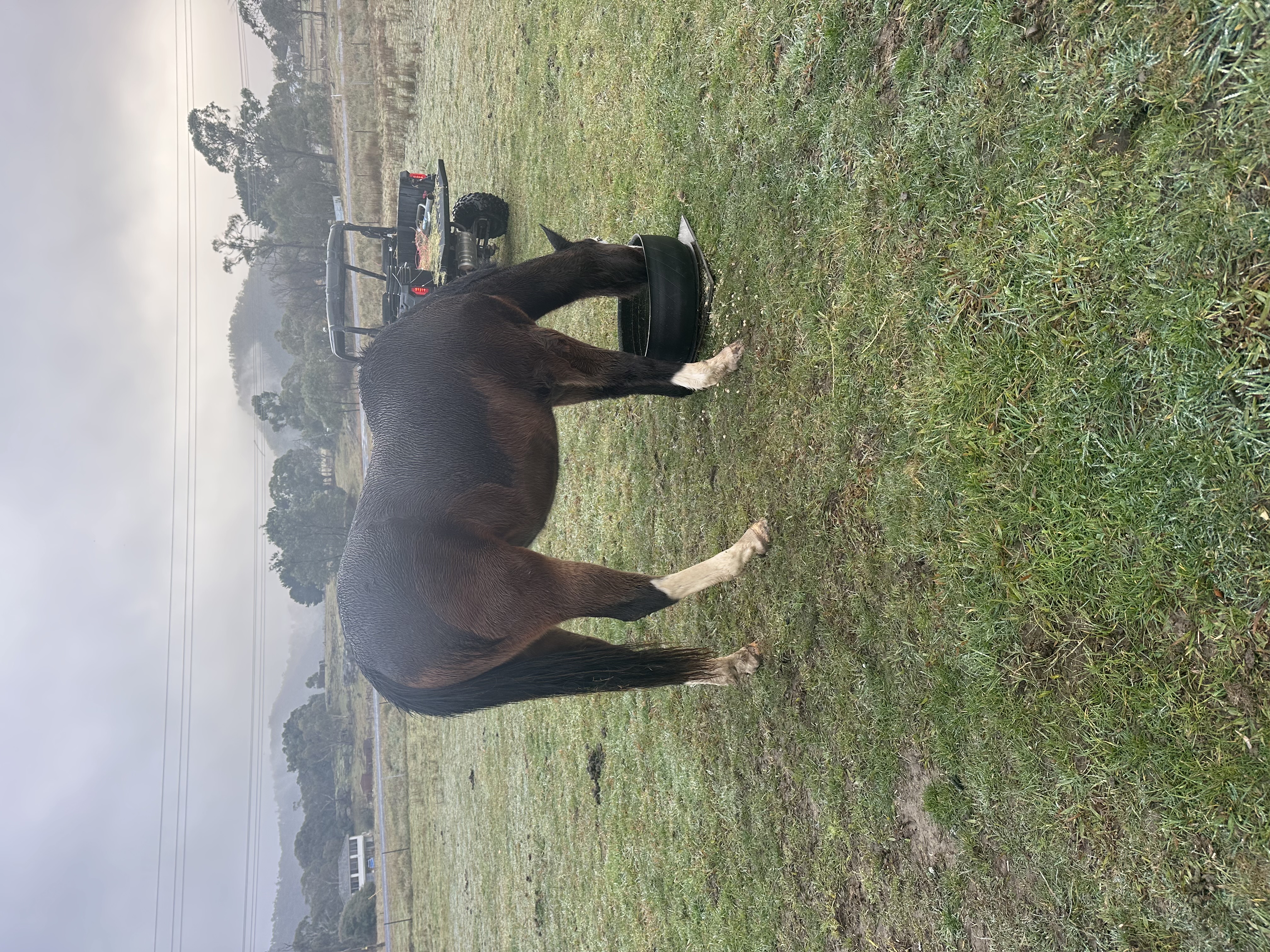 Rising 2 yr old paint gelding — Paint (photo 2)