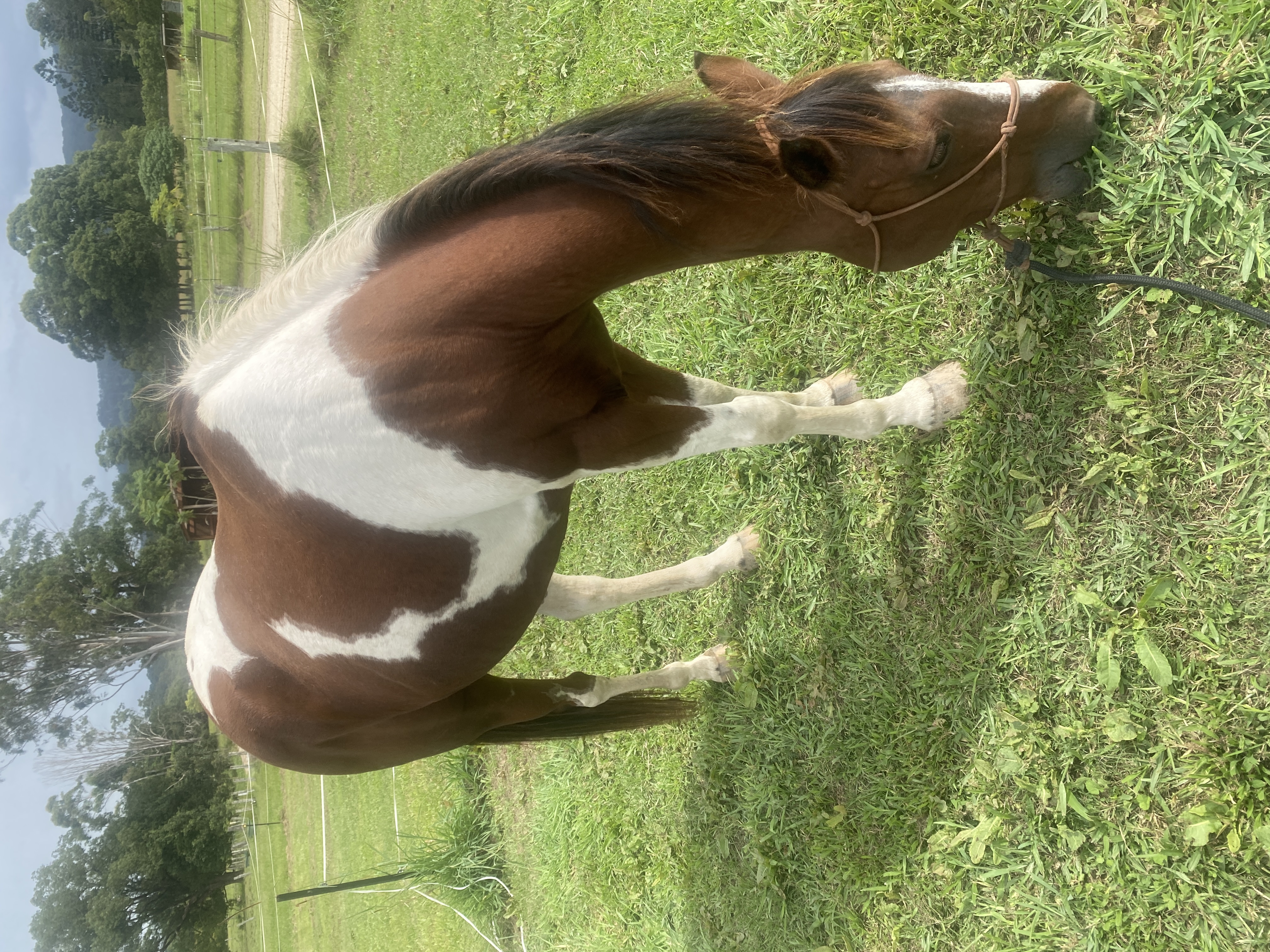 Looking For Companion Home - Stunning 12yo Gelding — Paint (photo 4)