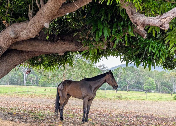 North Queensland Horse Transport — Mount Lofty, QLD