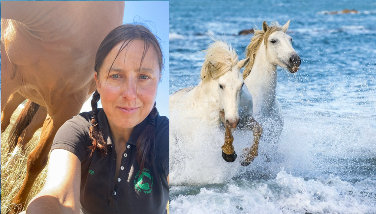 Central Victorian Equine Dental Services