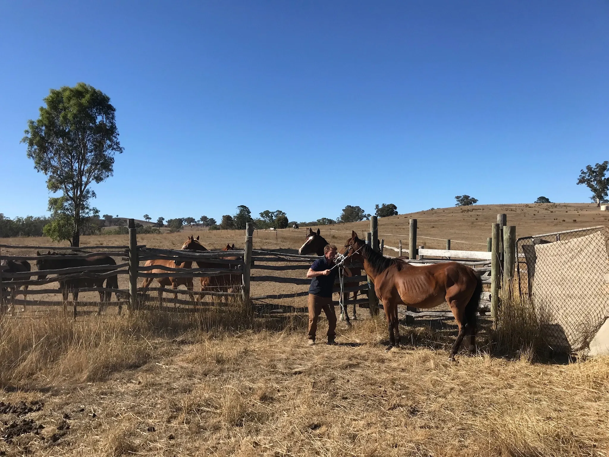 Luke Benton Horse Dentist (photo 1)