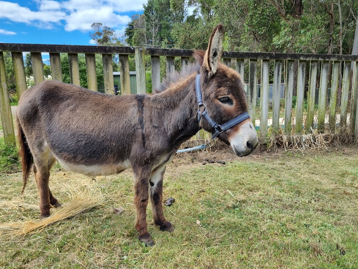 Equine Vets Tasmania South